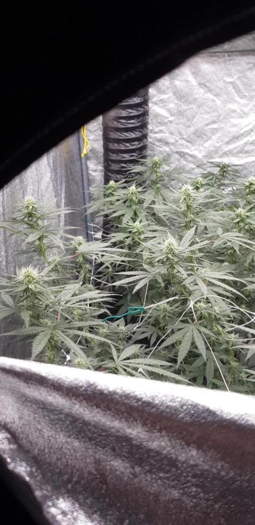 Narcos Seeds Kingping/pin Kush