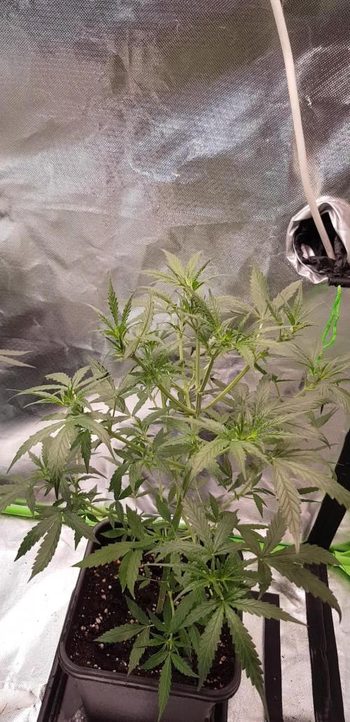 Cooking Black Op1um