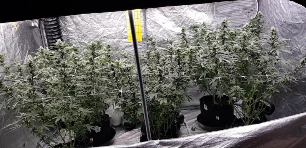 Narcos Seeds Kingping/pin Kush