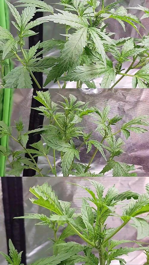 "Ich bin ein Berliner"