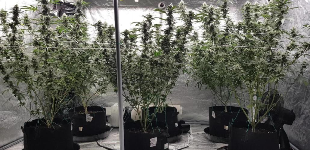 Narcos Seeds Kingping/pin Kush