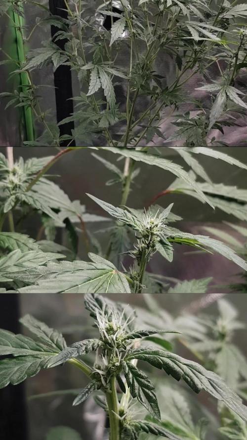 "Ich bin ein Berliner"