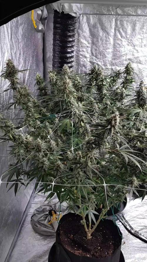Narcos Seeds Kingping/pin Kush