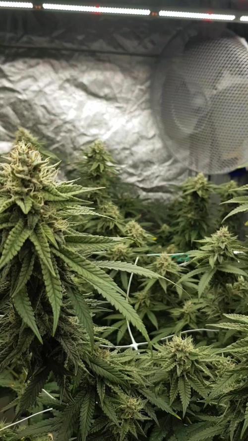 Dutch Passion Competition