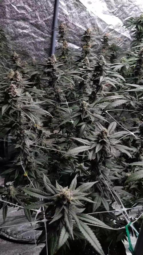 Dutch Passion Competition