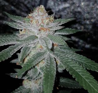 Comment by GERGrowDesigns photo #1