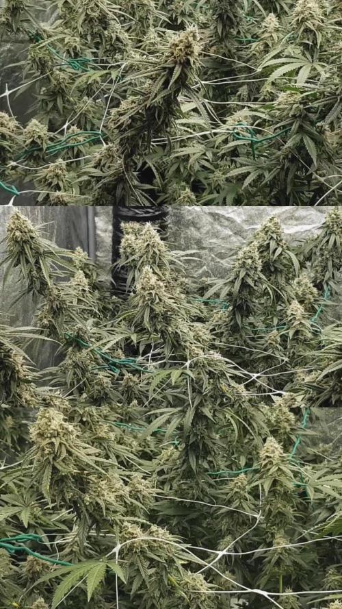 Narcos Seeds Kingping/pin Kush