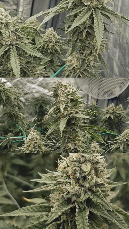 Dutch Passion Competition