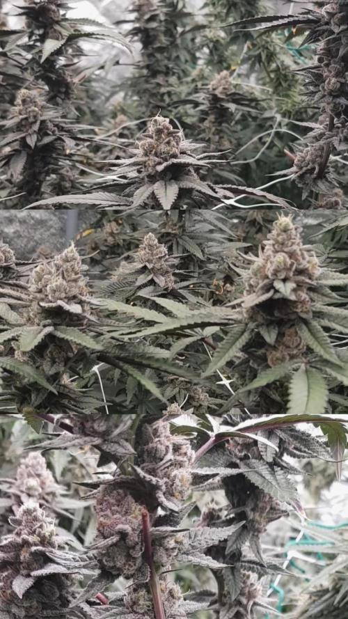 Dutch Passion Competition