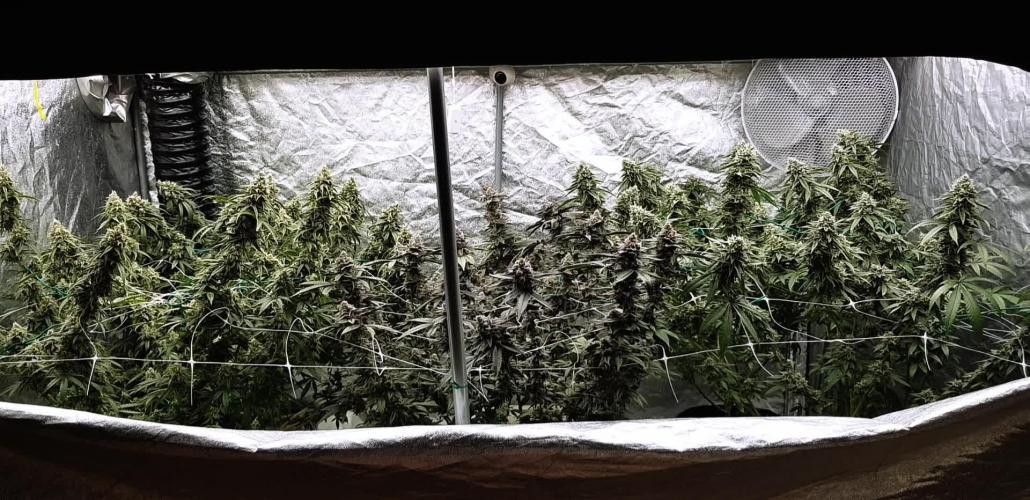 Narcos Seeds Kingping/pin Kush