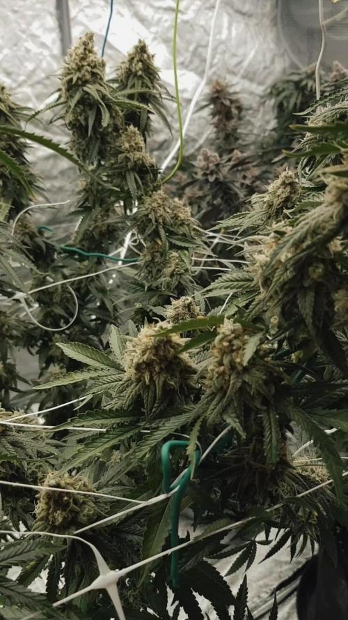 Narcos Seeds Kingping/pin Kush