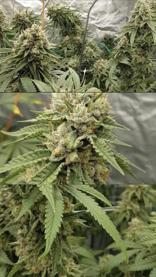 Dutch Passion Competition