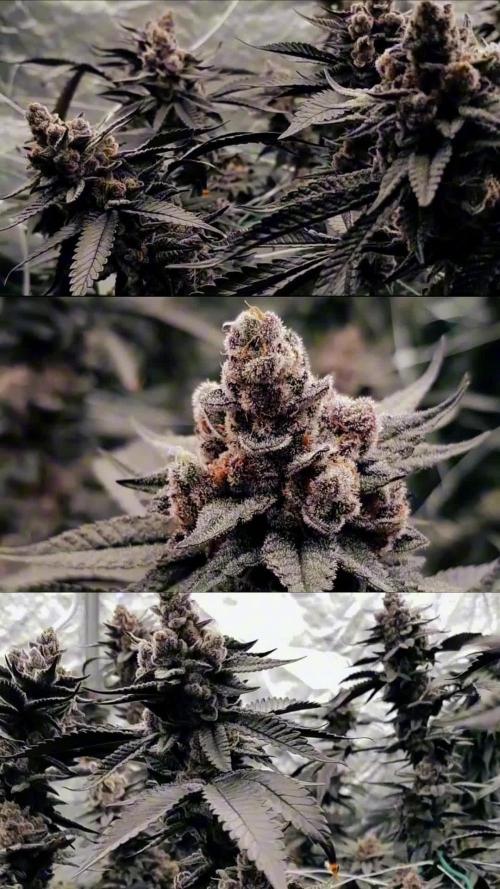 Dutch Passion Competition