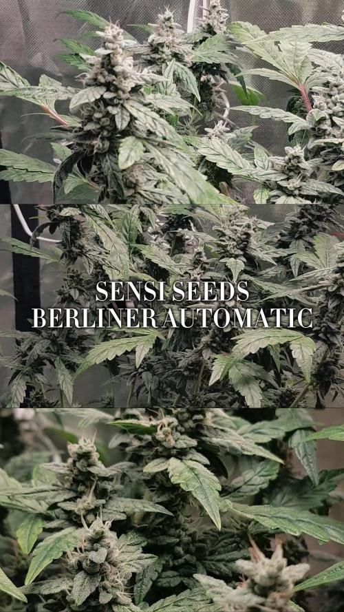 "Ich bin ein Berliner"