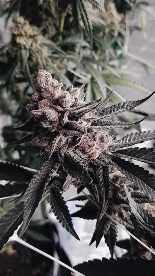 Dutch Passion Competition