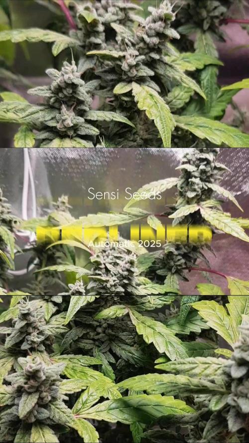 "Ich bin ein Berliner"