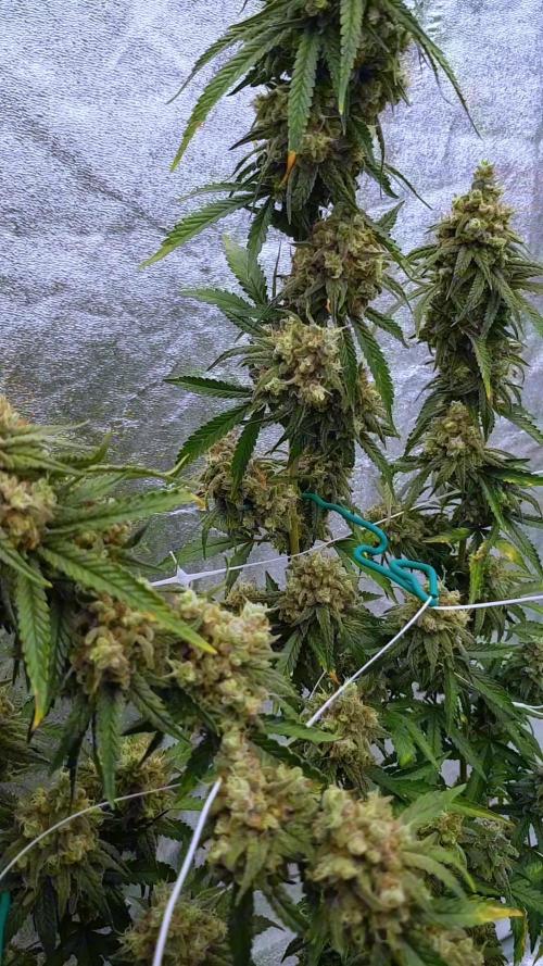 Narcos Seeds Kingping/pin Kush