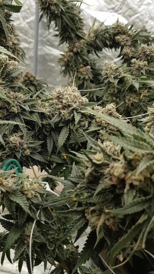 Dutch Passion Competition