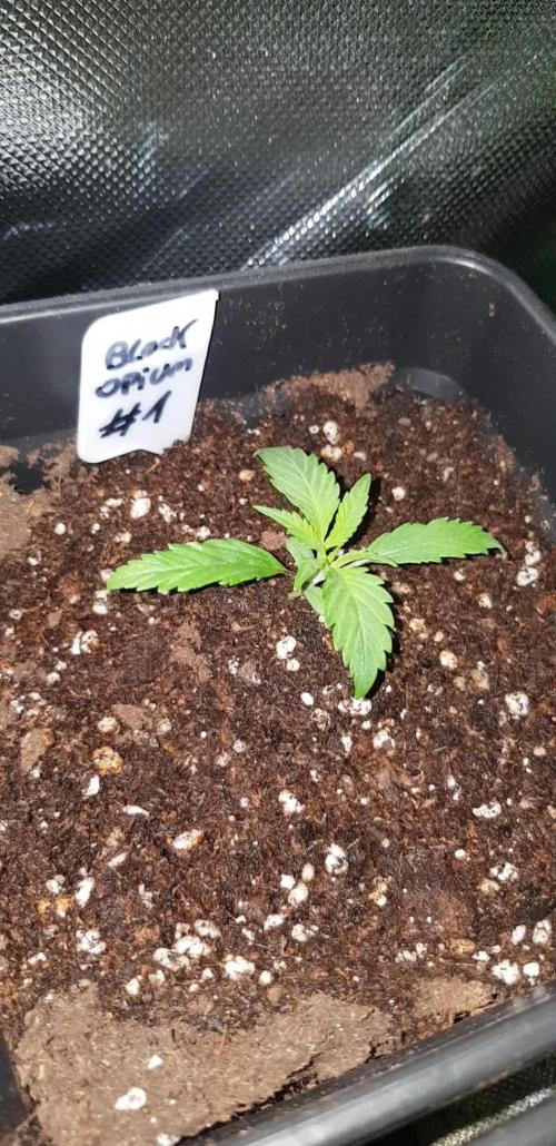 Opium goes Black #1