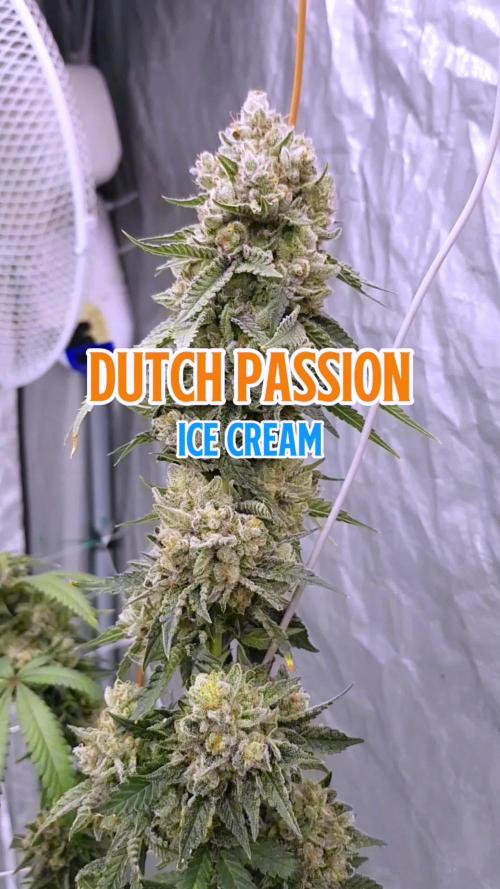 Dutch Passion Competition