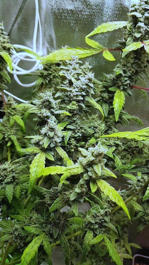 "Ich bin ein Berliner"