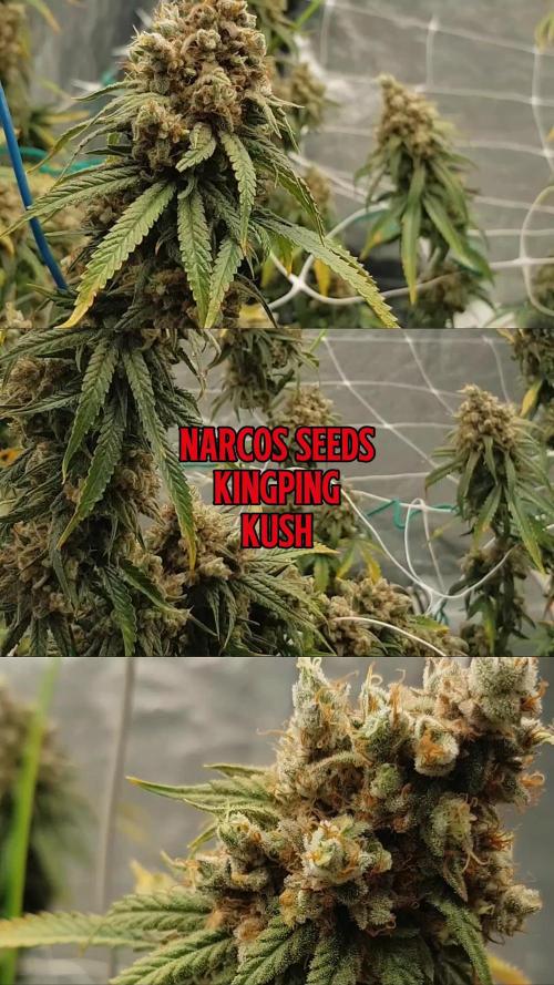Narcos Seeds Kingping/pin Kush