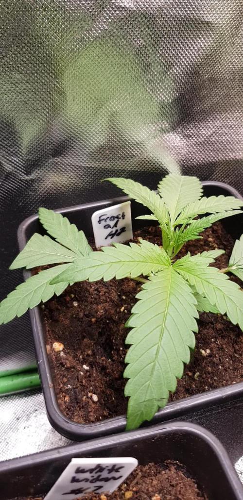 Fractal Collection #2