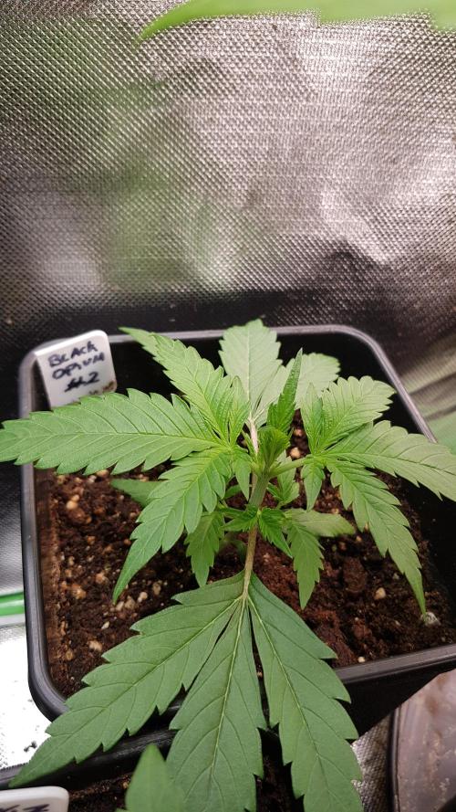 Opium goes Black #2. Week 2