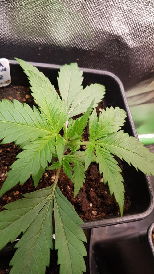 Opium goes Black #2. Week 2