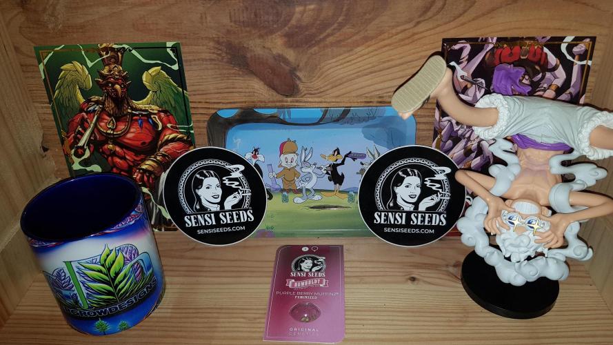 Muffinz Fusion. Week 0