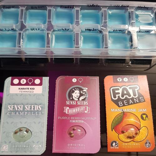 Muffinz Fusion. Week 0