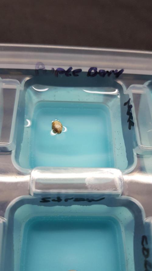 Muffinz Fusion. Week 0