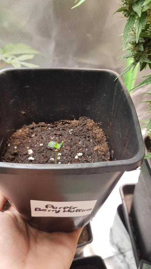 Muffinz Fusion. Week 0