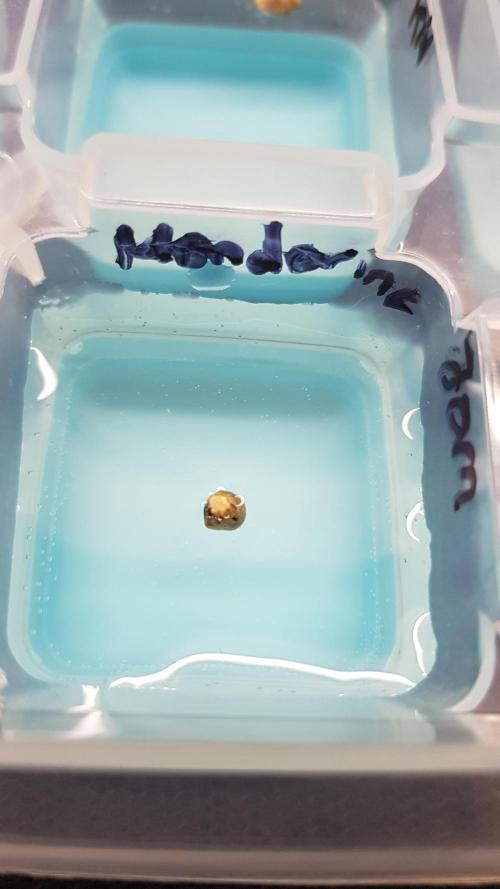 Fruity Dunk Shot. Week 0