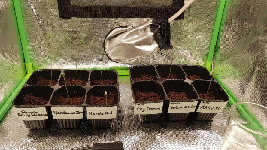 Fruity Dunk Shot. Week 0