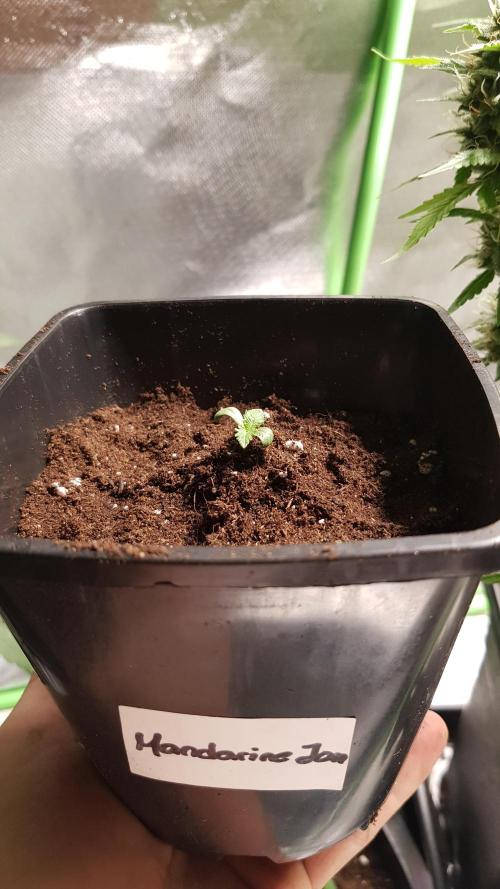 Fruity Dunk Shot. Week 0