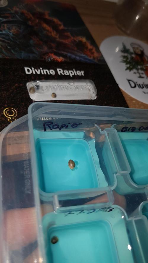 Ultimate Rapier Hunt. Week 0