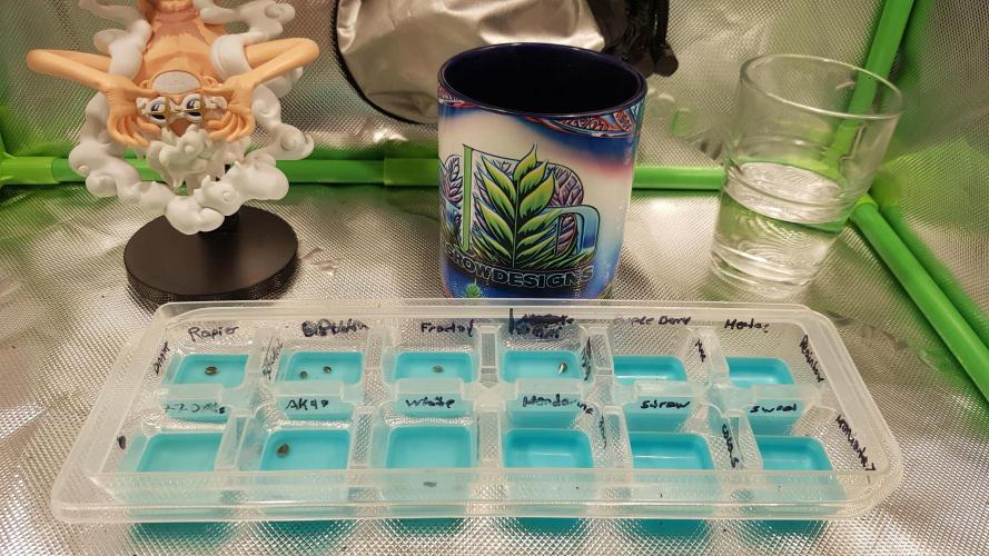 Ultimate Rapier Hunt. Week 0