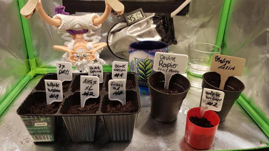 Ultimate Rapier Hunt. Week 0