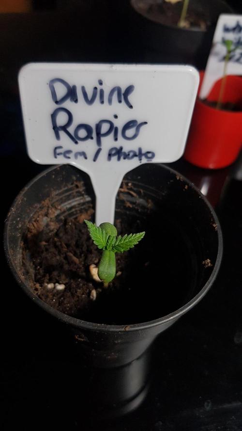 Ultimate Rapier Hunt. Week 0