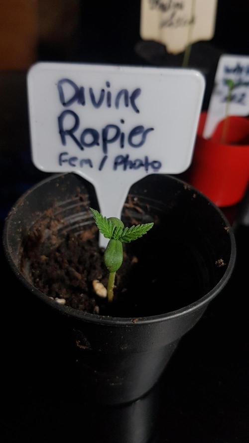 Ultimate Rapier Hunt. Week 0