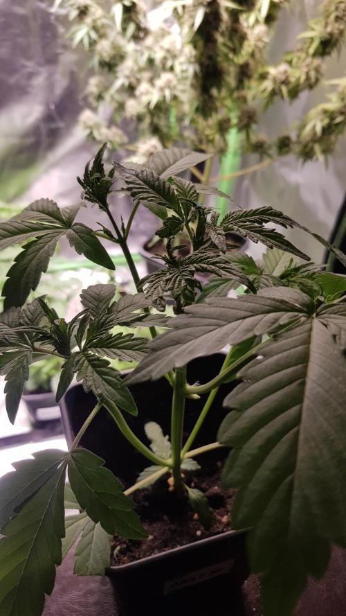 Kalashnikov hunt. Week 3