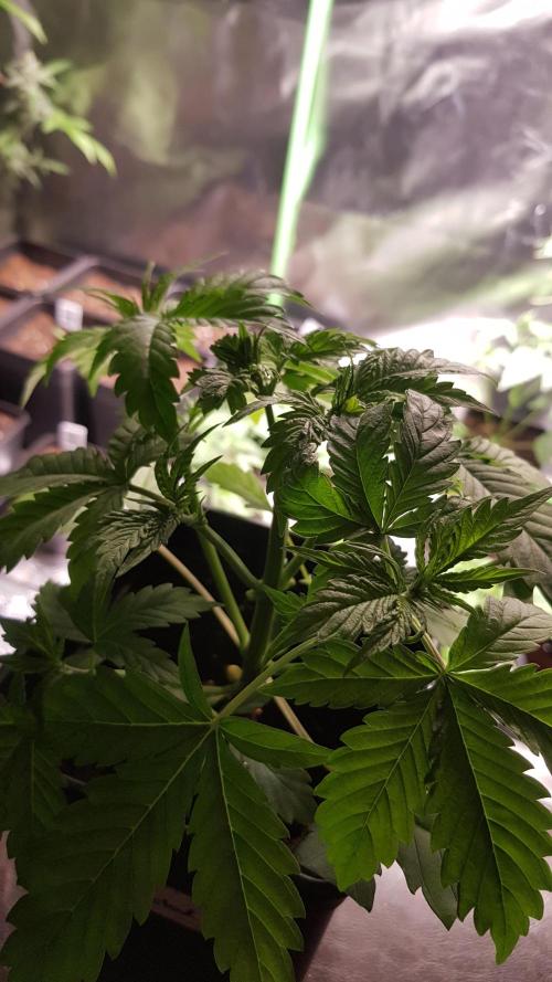 Fractal Dimension. Week 3