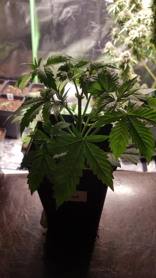 Fractal Dimension. Week 3