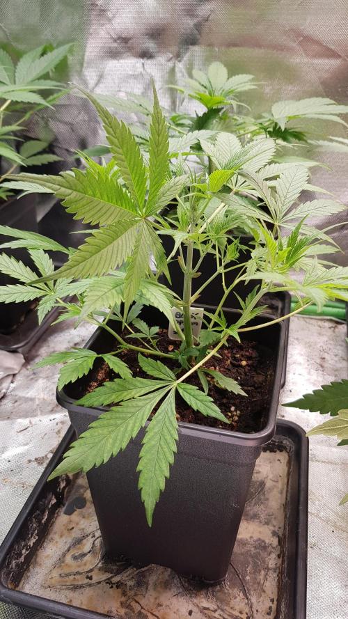 Opium goes Black #1. Week 3