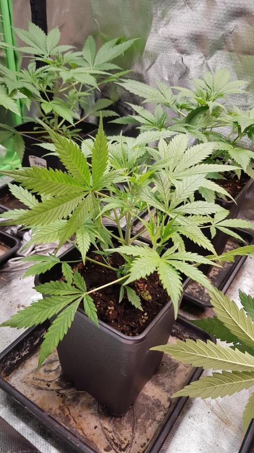 Opium goes Black #1. Week 3