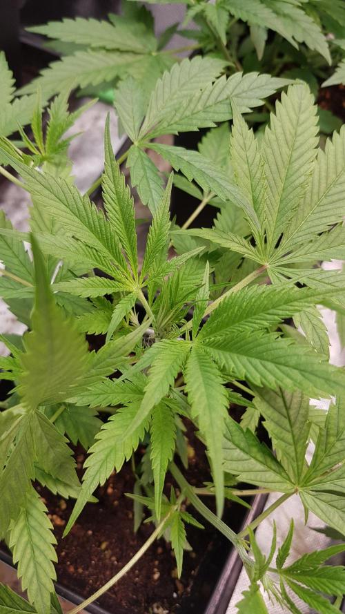 Opium goes Black #1. Week 3