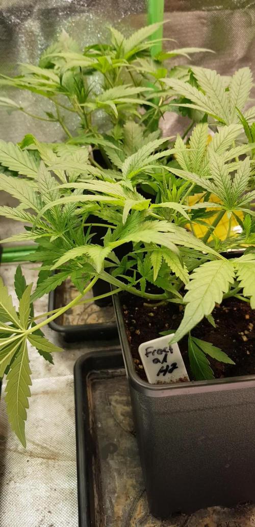 Fractal Collection #2