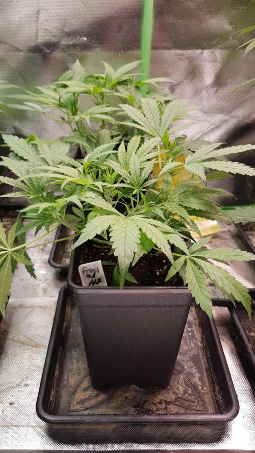 Fractal Collection #2. Week 3