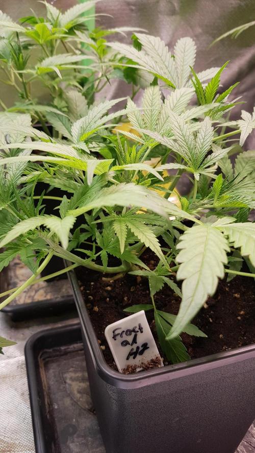 Fractal Collection #2. Week 3